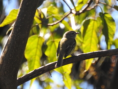 Phyllomyias fasciatus