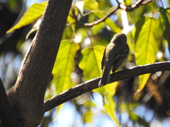 Phyllomyias fasciatus