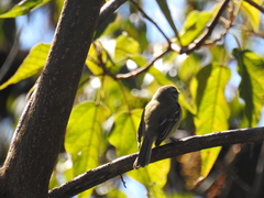 Phyllomyias fasciatus