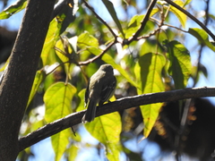 Phyllomyias fasciatus