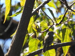 Phyllomyias fasciatus