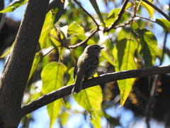 Phyllomyias fasciatus