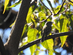 Phyllomyias fasciatus