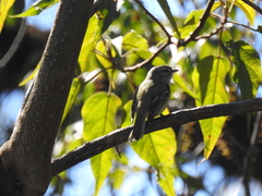Phyllomyias fasciatus