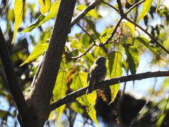 Phyllomyias fasciatus