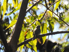Phyllomyias fasciatus
