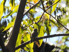 Phyllomyias fasciatus