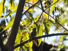 Phyllomyias fasciatus