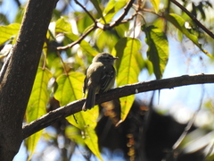 Phyllomyias fasciatus