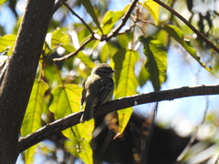 Phyllomyias fasciatus