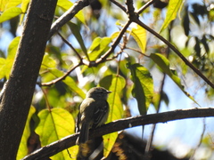 Phyllomyias fasciatus