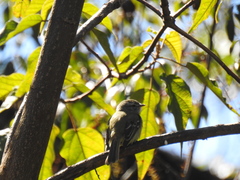Phyllomyias fasciatus