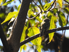Phyllomyias fasciatus
