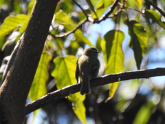 Phyllomyias fasciatus