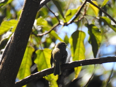 Phyllomyias fasciatus