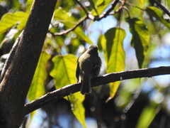 Phyllomyias fasciatus
