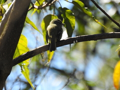 Phyllomyias fasciatus