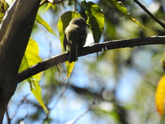 Phyllomyias fasciatus