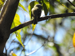Phyllomyias fasciatus