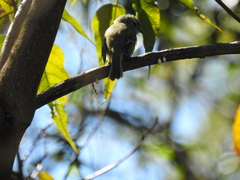 Phyllomyias fasciatus