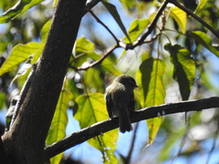 Phyllomyias fasciatus