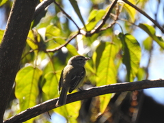 Phyllomyias fasciatus