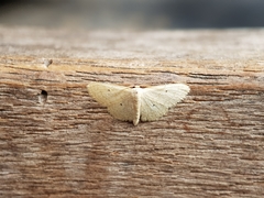 Lepidoptera