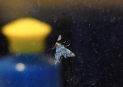 Eoparargyractis plevie