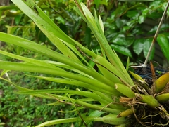 Miltoniopsis roezlii