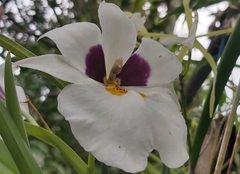 Miltoniopsis roezlii