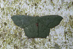 Episothalma robustaria