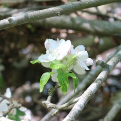 Malus orientalis