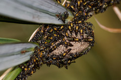 Polybia occidentalis bohemani