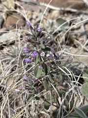 Hedeoma nana