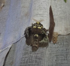 Megalopyge albicollis superba
