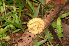 Bothrops osbornei
