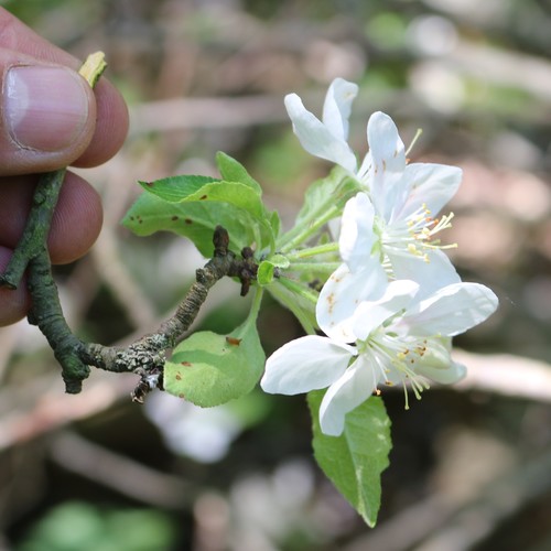 Image of Malus orientalis by (c) Юрий Данилевский (Yuriy Danilevsky), some rights reserved (CC BY)