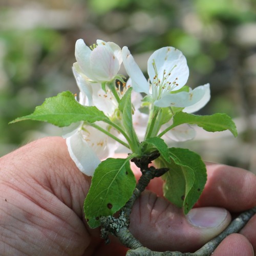 Image of Malus orientalis by (c) Юрий Данилевский (Yuriy Danilevsky), some rights reserved (CC BY)