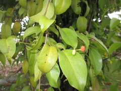 Magnoliopsida