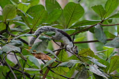Sciurus variegatoides dorsalis