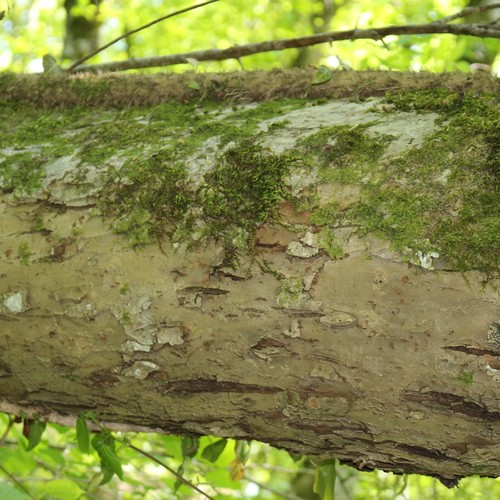 Image of Malus orientalis by (c) Юрий Данилевский (Yuriy Danilevsky), some rights reserved (CC BY)