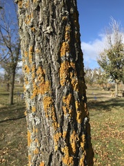 Xanthoria parietina