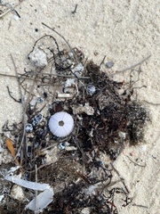 Tripneustes ventricosus