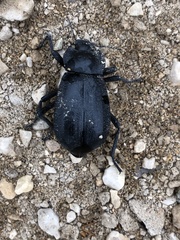 Stenomorpha obliterata