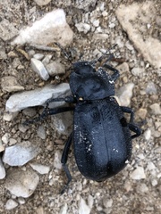 Stenomorpha obliterata