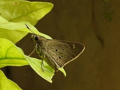 Suastus gremius