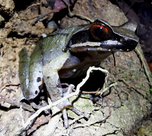 Truong Son Horned Toad