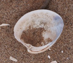 Mercenaria mercenaria