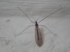 Trichocera hiemalis