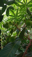 Nephelium